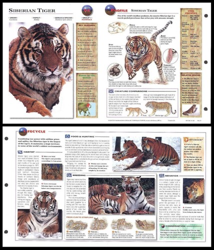 Fold out sheet - sheet,