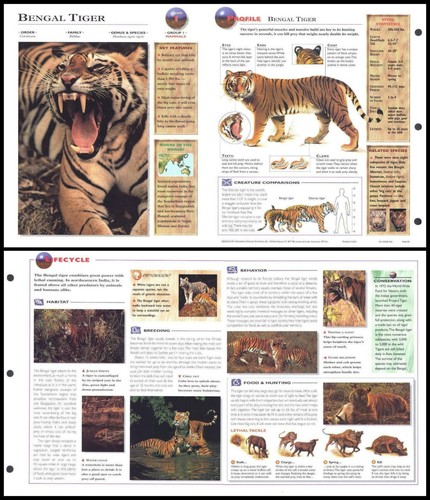 Fold out sheet bengal - fold-out,